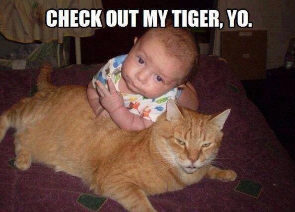 MoreCats_'s tweet photo. #MoreCats http://t.co/JpcboNVVpE