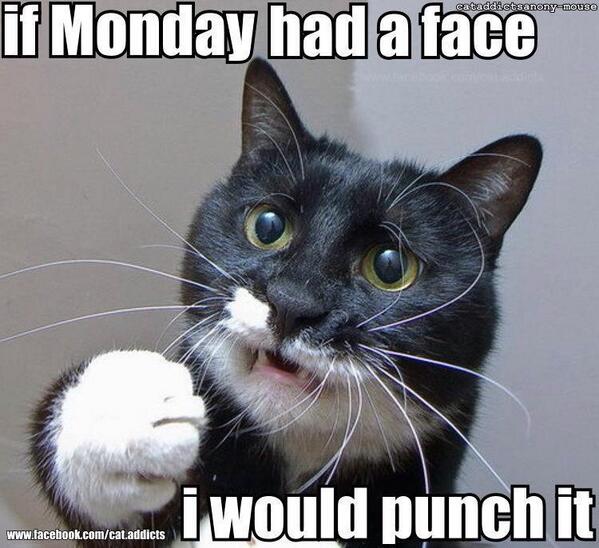 MoreCats_'s tweet photo. Monday's.....#MoreCats http://t.co/cBu7iRLhuQ