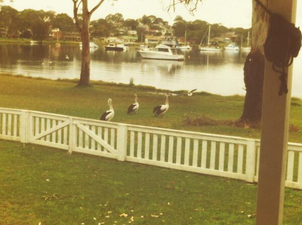 EmilyJaneAhern's tweet photo. Pelicans outside of the holiday house! Eek! http://t.co/O6ryZgJtZi