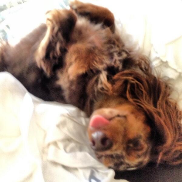 jduncanone's tweet photo. Relaxed dauchshund style. http://t.co/bCCciqlipG
