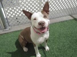 PALSINC's tweet image. Available for adoption at the AAWL for a fee of $125! Contact them today! #pets #PALS #adoption #rescue #nokill