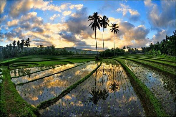 TFFBali's tweet photo. Stunning #Sunrise over the #RicePaddies in #Bali @indtravel @AirAsiaId @BaliTourists #thefashionfestival #bali http://t.co/L90eqOslsN