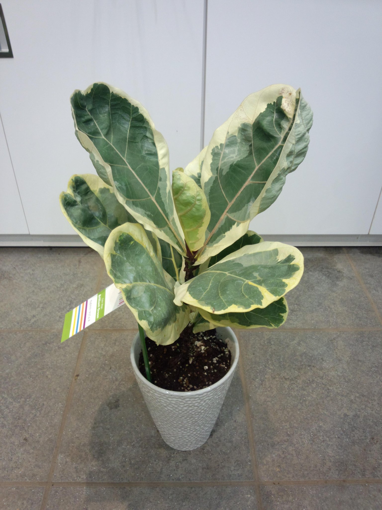 フィカス　リラータ　イヴォンヌ　Ficus Lyrata Ivonne フィカス リラータ イヴォンヌ Ficus Lyrata Ivonne フィカス