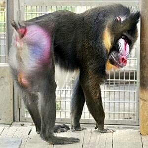 メノガイア広報 えいねん まんねん マンドリルの特徴 鮮やかな顔と七色のお尻 を同時に納めた素晴らしいショットです すてきなお母様ですね 笑 Arei Bump 63 母さんからあれいの髪マンドリルのけつと一緒って画像つきでラインきた 笑 Http T Co