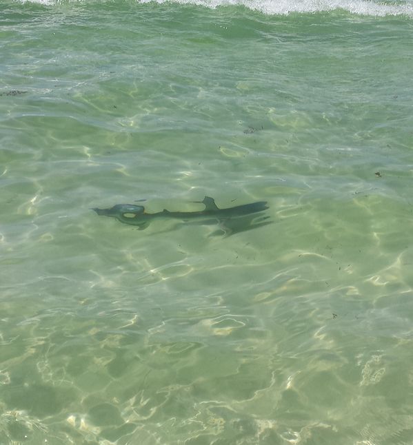 MrSummerford's tweet photo. @spann Blacktip Shark about 10 yards off beach in knee deep water in front of the Whale's Tail in Destin. http://t.co/mbrMzyrna7