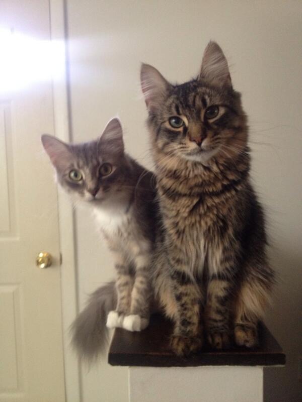 MoreCats_'s tweet photo. Tallulah and Maxwell, @missmoeee's fur babies. #MoreCats http://t.co/GlLSmuk0DX