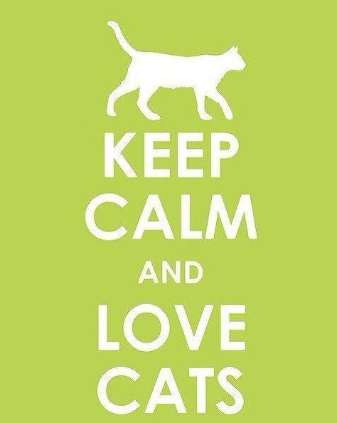 MoreCats_'s tweet photo. All you need is cats. http://t.co/04nrC8RUDQ