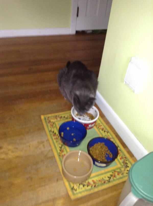 catnipaddict07's tweet image. lunch time😸