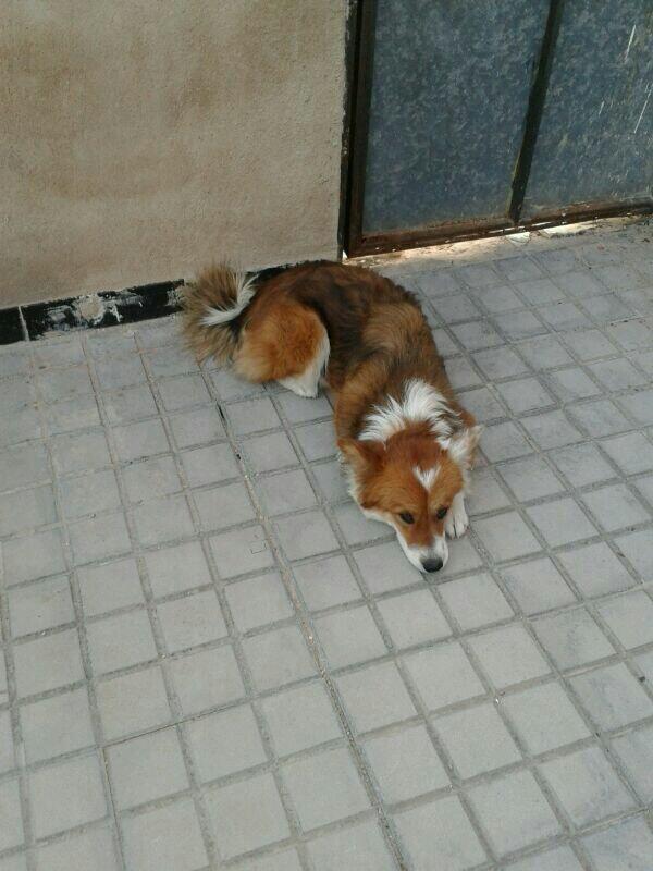 themimisfive's tweet photo. @lecamas ayudanos cn RT esta perrita necesita 1 hogar si no se la queda nadie la van a sacrificar. Gracias! http://t.co/XHJngom5Ge