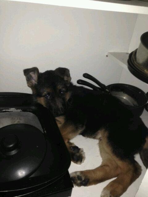 matiasetche's tweet photo. El bosco jugando a las escondidas. http://t.co/A1Gbe7t5kw