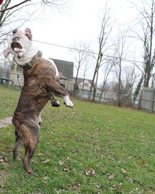 PremiumBuiltBul's tweet image. Zombie puppy lol