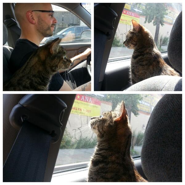 HotnHyphenated's tweet image. Driving Miss Noodles. :) A successful trip to the vet w/ @mirthfulfirth. #catcopilot