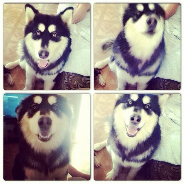 PrajectX's tweet photo. My awesome  Wolf  Loki He Not Even a year old Yet he Hella Bigg &amp; Still Grown #HotDamn #WildNOut #epic #RightNow http://t.co/POb1drNc8J
