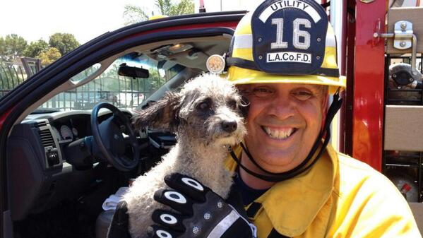 DICK_OFTHE_YEAR's tweet photo. Did a cop come by and shoot the dog after? 🐶🔫 #thethorn “@ABC7: PHOTO: Dog rescued from burning commercial building http://t.co/jCLG2H3HZ4”