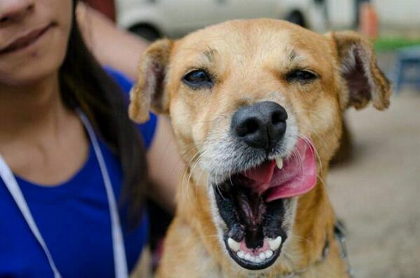 fundaproba's tweet photo. La Enana es una consentida. Super dulce. Vac y esterilizada. Adopta con responsabilidad. http://t.co/glzQvfJhlY