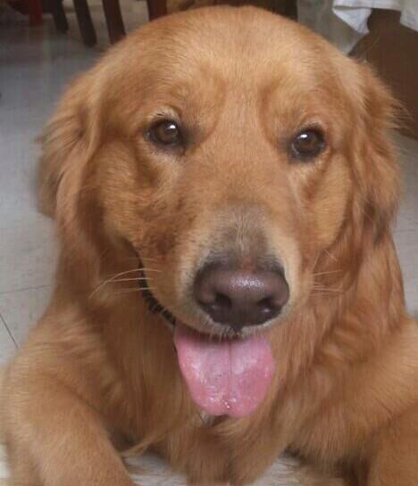 aNge_022's tweet photo. 🐶❤ http://t.co/O2n7ApRFhx