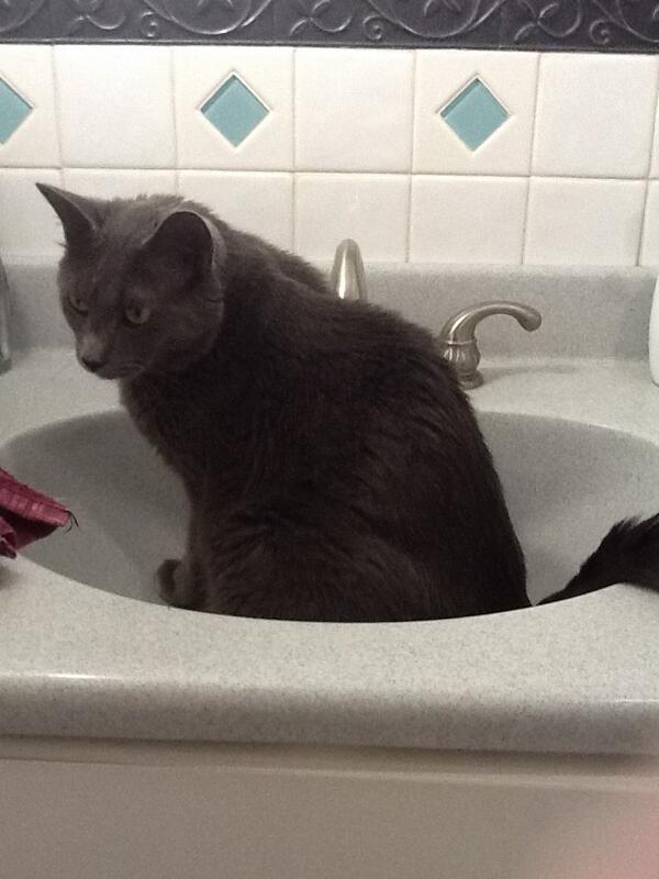 catnipaddict07's tweet image. #BubaAfterDark