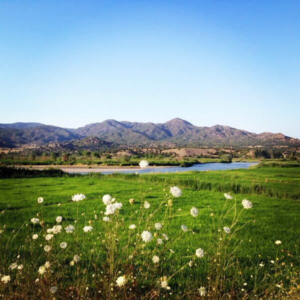 Kızılırmak, Osmancık yakınlarında çeltik tarlaları...