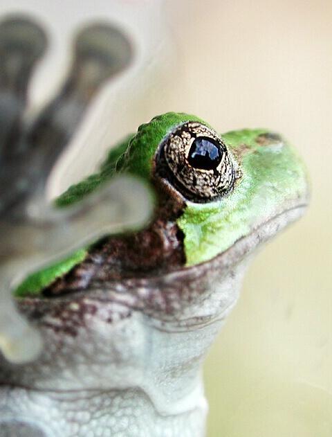 カエル画像 Frog Pic Twitter カエル画像 Frog Pic Twitter