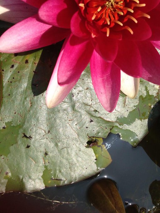 Can you spot a frog? ;-) http://t.co/BuBEIwXXmA