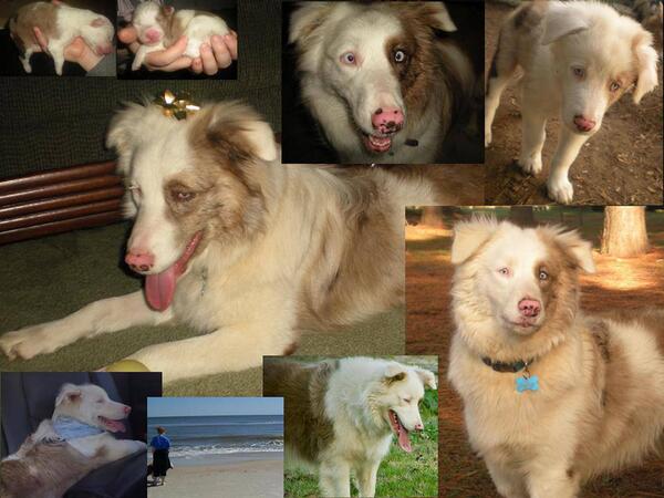 SaveourpetsSuff's tweet image. Please pray for Zeus and pray for his family #cutyourchipbags #petscansuffocate