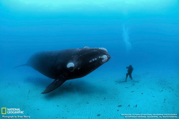 NatGeo's tweet image. Photos: Iconic images celebrating 125 years of exploration christies.com/natgeo #‎NatGeo125