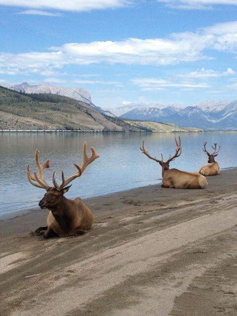 DestCanada's tweet photo. Check out these locals working on their beach bodies at Jasper Lake! Photo credit: Nicole Parlette http://t.co/yK3Ay92bH9