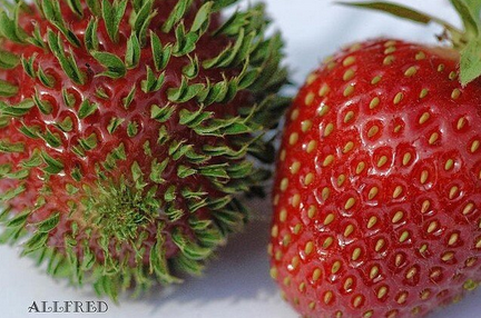 warattenanbot's tweet photo. ねえ、イチゴのつぶつぶ、種って知ってた？ http://t.co/R6RcS195qQ