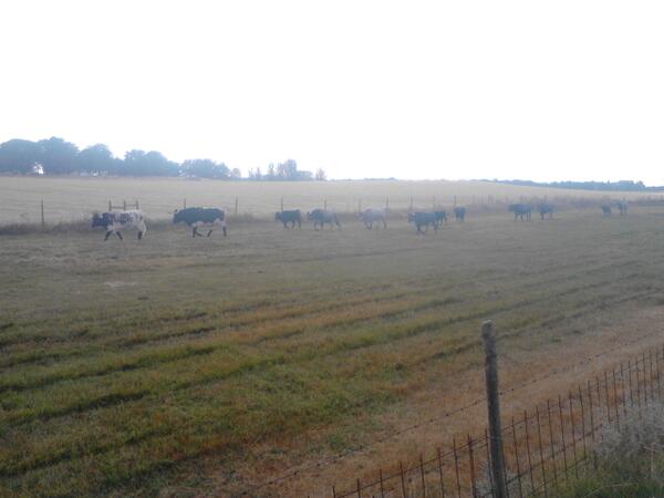 aitorbaeza1's tweet photo. La manada de bueyes con los 3 erales pal encierro por el campo de Navas De Oro pal savado 27 alas 10:00 de la mañana! http://t.co/Ttws6jwICq