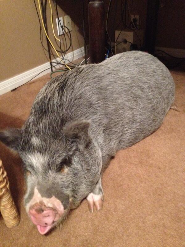 SoftwareHollis's tweet photo. For 1st time in ages, all 4 Servers @ home r working!  No longer on floor where Pig can get 2 them http://t.co/MSs19mocfy