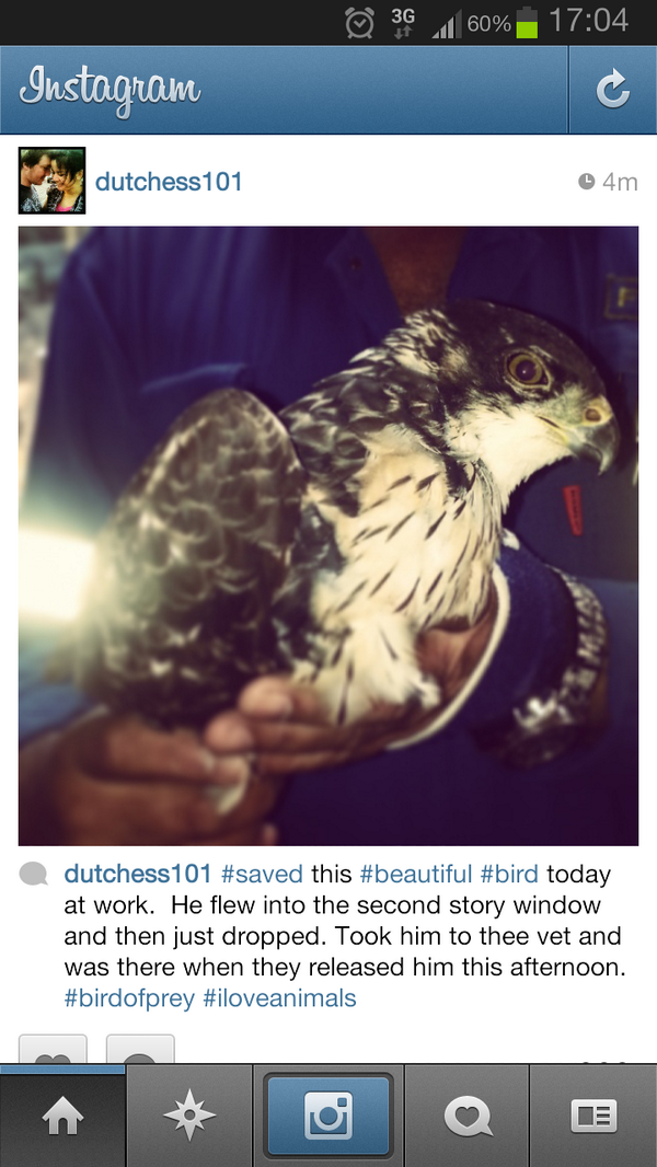 DutchessTweet's tweet photo. #saved this #beautiful #bird! ♡ http://t.co/XVkf1bY5ML
