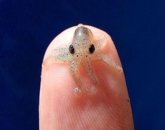 _Paisajes_'s tweet photo. Un pulpo recién nacido es tan pequeño como la punta de tus dedos. http://t.co/4aWdc0GDVC