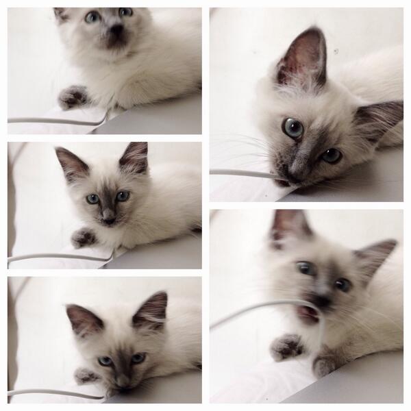 snowden ragdolls