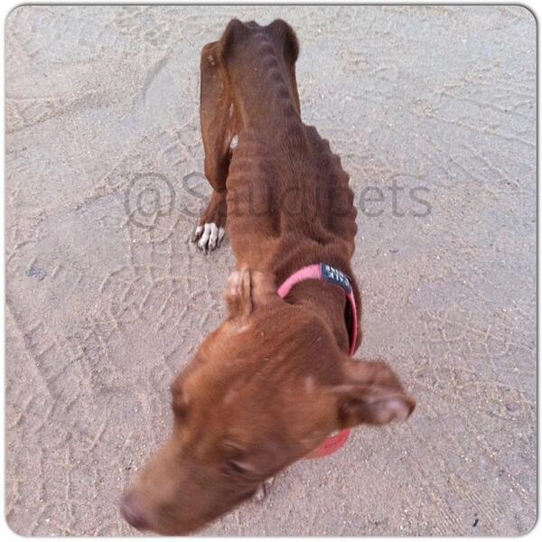 ياعالم خافو الله والله محاسبين عليهم والي مو قد المسؤليه لا يربيهم 
#saudi_pets