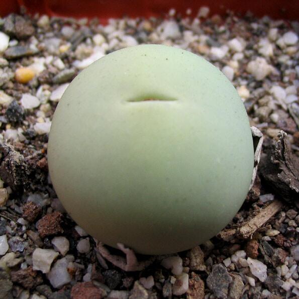 JonKinczyk's tweet photo. Chubby plant is not pleased...@SucculentWorld @sesucculents http://t.co/zMHCu9QRId
