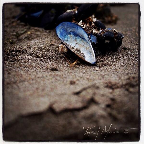 Karey Milne tweet media