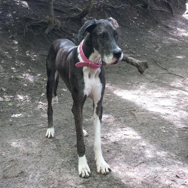 Faces44's tweet image. Ivy.