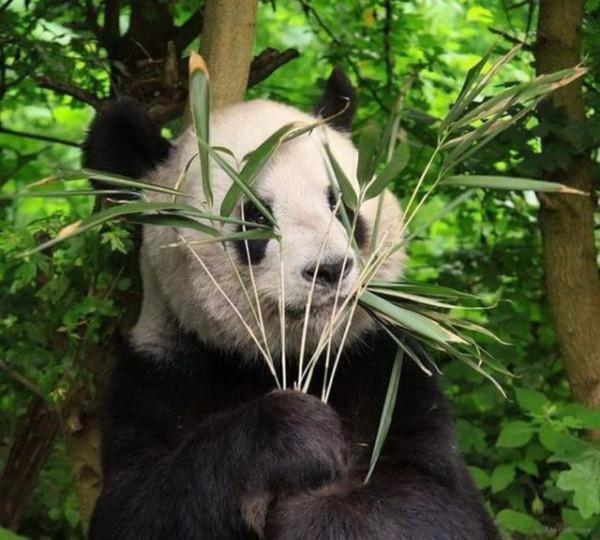 planetposts's tweet photo. Pandas aren't very good at hide and seek. http://t.co/dzplxkJZth