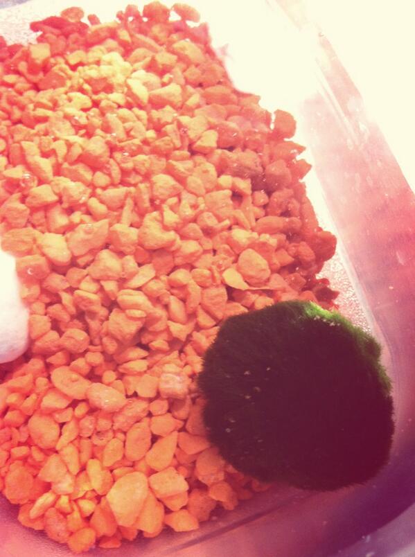 _lanipop's tweet photo. for no reason my sister brought home a pet mossball for me with a tank &amp; the little pebbles http://t.co/qUCDZi3N7U