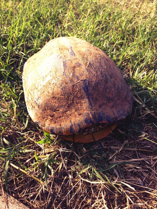 aecolson's tweet image. Just saved this huge guy from the middle of Memorial Road. And got peed on.