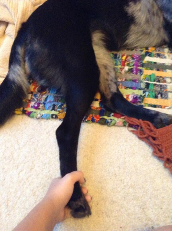 O2Ltea's tweet image. #horriblehabbits @ConnorFranta I will pull my dogs leg off if you don't follow me