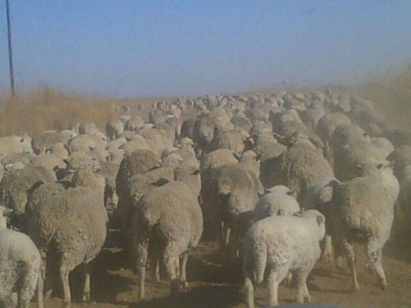 “<a href="/properwappo/">Craig Wapnick</a>: The peleton on @joBerg2c_journo ” Baaaa'd joke.