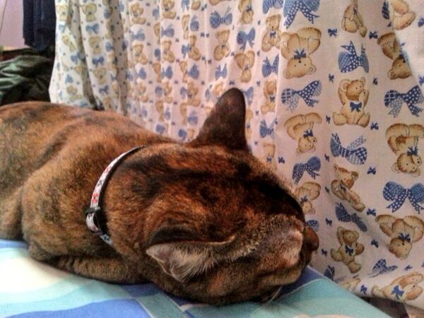 kiddypurr's tweet photo. Nothing much, just napping. http://t.co/nVpQPpUcrq