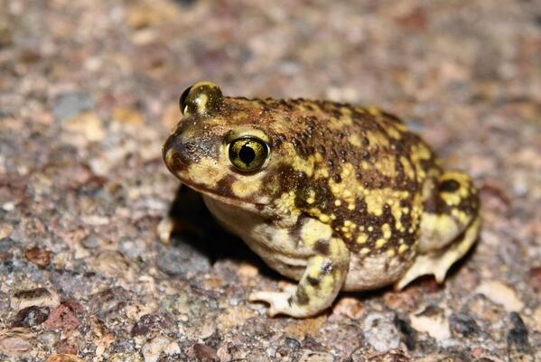 カエル画像 على تويتر コーチスキアシガエル アメリカ南部 メキシコ北部に生息 非常に乾燥した地域に生息する為に一年の殆どを地下でじっとして過ごす 夏に降る雨と共に地表へ出てきて繁殖活動を行う それも2 3日と短い為 雌は繁殖相手を選ばない T カエル画像 على تويتر コーチスキアシガエル アメリカ南部 メキシコ北部に生息 非常に乾燥した地域に生息する為に一年の殆どを地下でじっとして過ごす 夏に降る雨と共に地表へ出てきて繁殖活動を行う それも2 3日と短い為 雌は繁殖相手を選ばない T