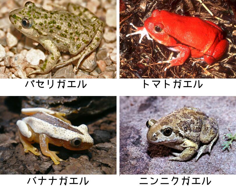 カエル画像 パセリ トマト バナナ ニンニク 食べ物の名前か付けられたカエル達 T Co Fiuyg1qgup
