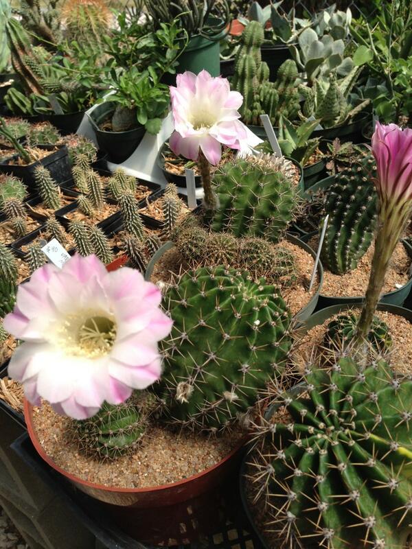 easucculents's tweet photo. Echinopsis! http://t.co/xzFax9sh8F