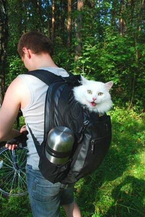 MMeebles's tweet image. It's purrrfect weather for camping!!