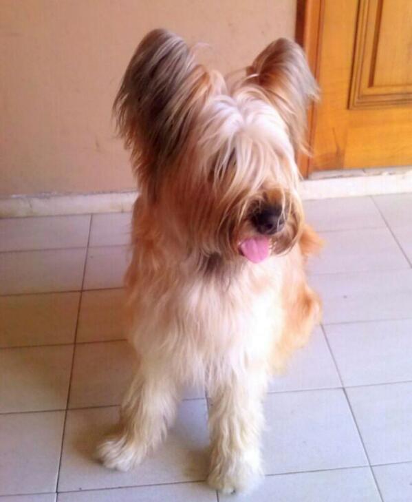 A correeeer... con un acompañante!