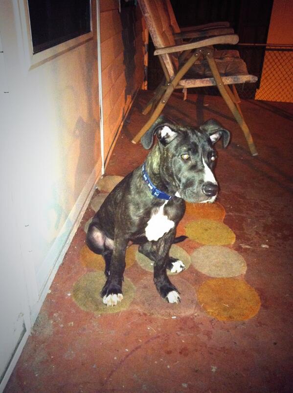PhyliciaMiller's tweet photo. Puppy 4 sale http://t.co/eIJHHtCivt