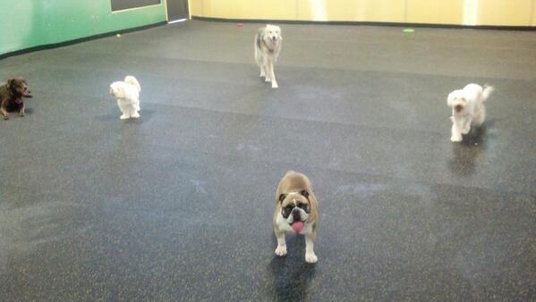 hello doggie daycare